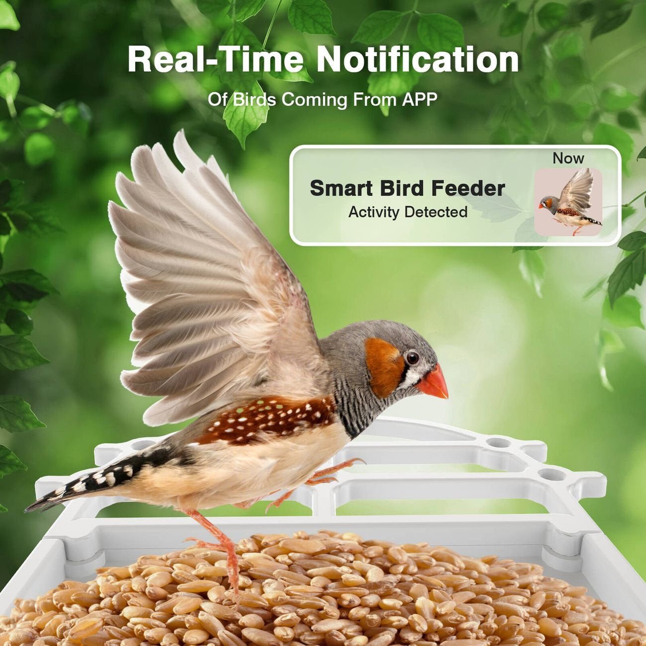 BirdieSaw AI Bird Feeder Camera with 7W Solar Panel & HD Streaming