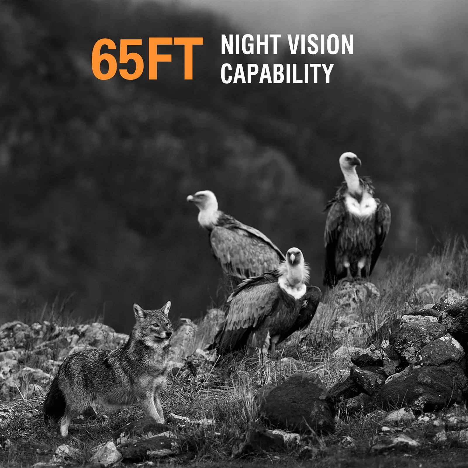 Wildsnap 4K WiFi Solar Trail Camera